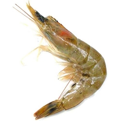 Horina Shrimp