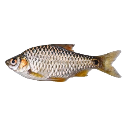 Deshi Puti Fish