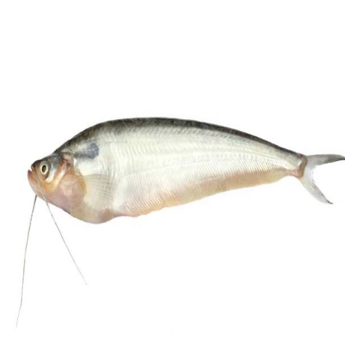 Pabda Fish