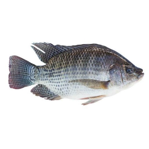 Tilapia Fish