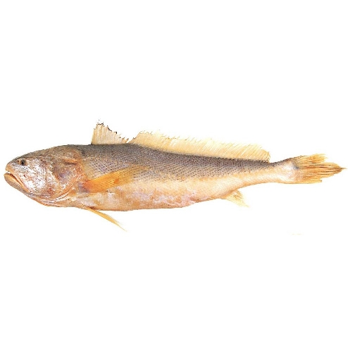 Sea Poa Fish