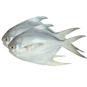 Sea Rupchanda Fish