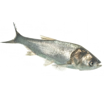 Silver Carp Fish