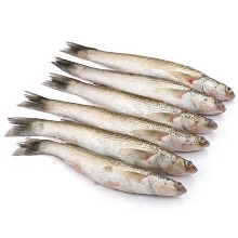 Bata Fish
